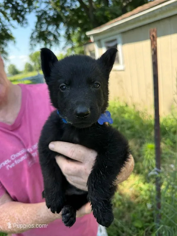 Deep Blue – German Shepherd Dog puppy for sale in Holden, MO