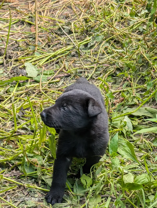 Black – German Shepherd Dog puppy for sale in Holden, MO