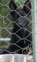 Dark green, a male German Shepherd Dog for sale in Holden, MO – 3 of 6