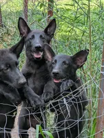 Light blue, a female German Shepherd Dog for sale in Holden, MO – 2 of 5