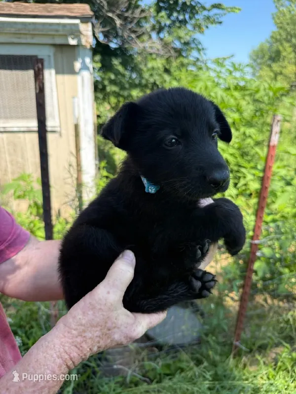 Light blue – German Shepherd Dog puppy for sale in Holden, MO