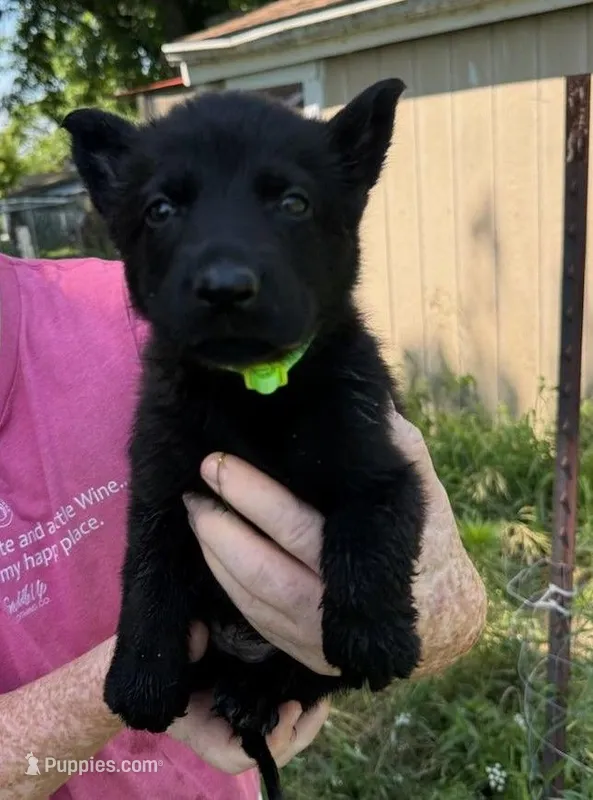 Lime green – German Shepherd Dog puppy for sale in Holden, MO