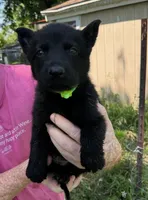 Lime green, a female German Shepherd Dog for sale in Holden, MO – 1 of 1