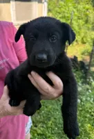 Med green, a female German Shepherd Dog for sale in Holden, MO – 1 of 1