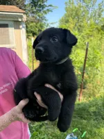 Gray, a female German Shepherd Dog for sale in Holden, MO – 1 of 1