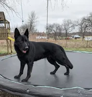 Red, a female German Shepherd Dog for sale in Holden, MO – 4 of 5