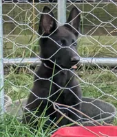 Purple, a female German Shepherd Dog for sale in Holden, MO – 6 of 6