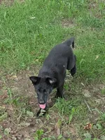 Dark green, a male German Shepherd Dog for sale in Holden, MO – 5 of 6
