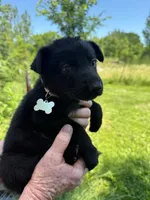Beige, a female German Shepherd Dog for sale in Holden, MO – 1 of 1