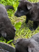 Green, a female German Shepherd Dog for sale in Holden, MO – 1 of 1
