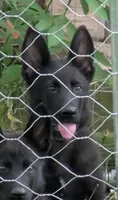 Dark green, a male German Shepherd Dog for sale in Holden, MO – 1 of 6