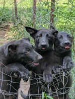 Light blue, a female German Shepherd Dog for sale in Holden, MO – 3 of 5