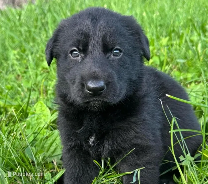 Red – German Shepherd Dog puppy for sale in Holden, MO