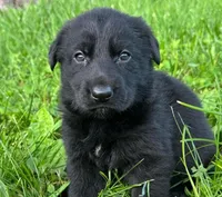 Red, a female German Shepherd Dog for sale in Holden, MO – 1 of 5