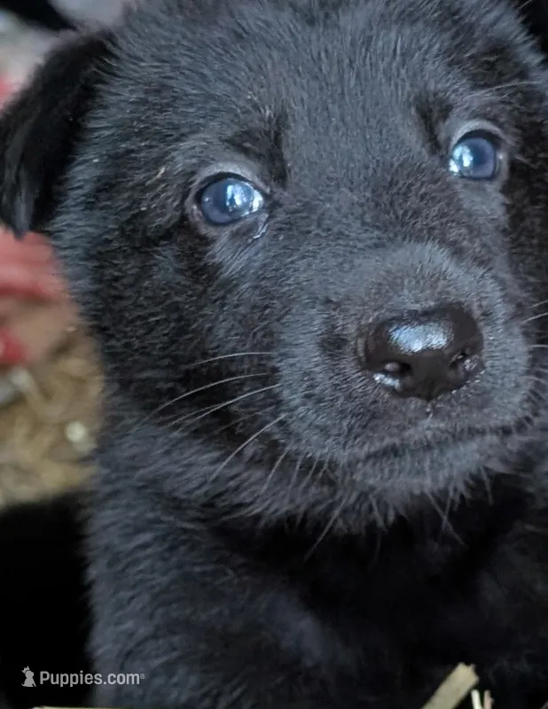 Green – German Shepherd Dog puppy for sale in Holden, MO