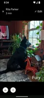 Red, a female German Shepherd Dog for sale in Holden, MO – 3 of 5