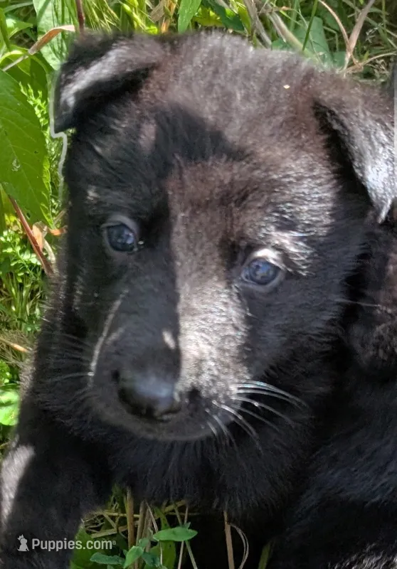 Yellow – German Shepherd Dog puppy for sale in Holden, MO