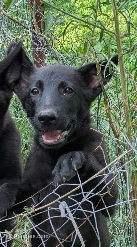 Light blue – German Shepherd Dog puppy for sale in Holden, MO