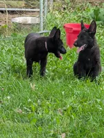 Purple, a female German Shepherd Dog for sale in Holden, MO – 3 of 6