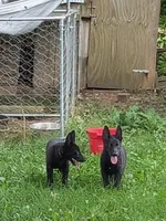 Dark green, a male German Shepherd Dog for sale in Holden, MO – 6 of 6