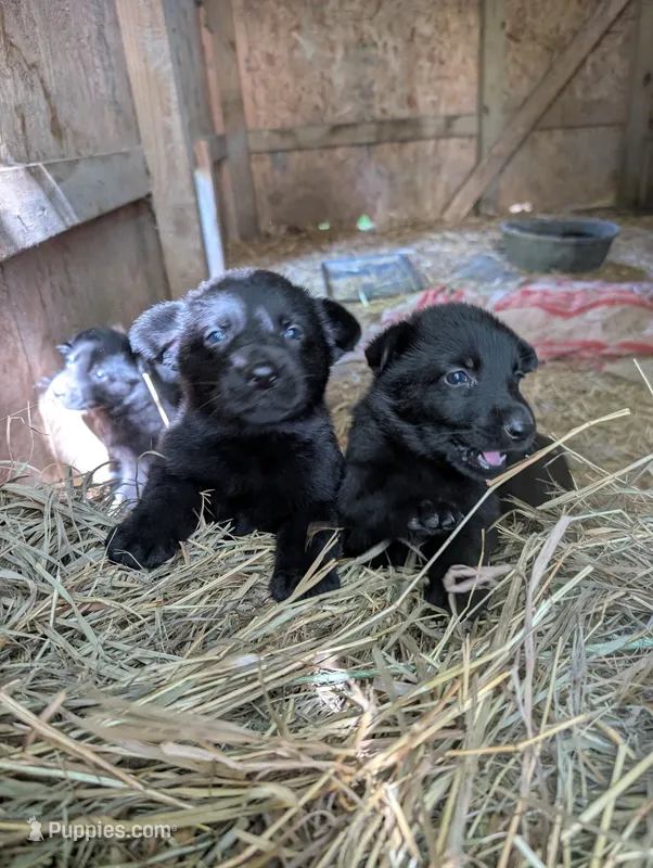 Yellow – German Shepherd Dog puppy for sale in Holden, MO