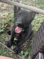 Light blue, a female German Shepherd Dog for sale in Holden, MO – 5 of 5