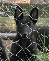 Purple, a female German Shepherd Dog for sale in Holden, MO – 5 of 6