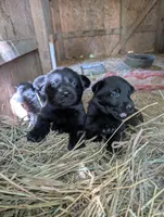 Blue, a male German Shepherd Dog for sale in Holden, MO – 1 of 1