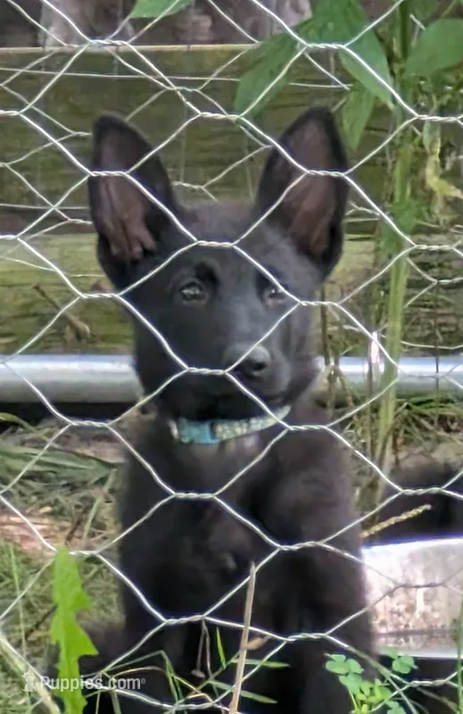 Light blue – German Shepherd Dog puppy for sale in Holden, MO