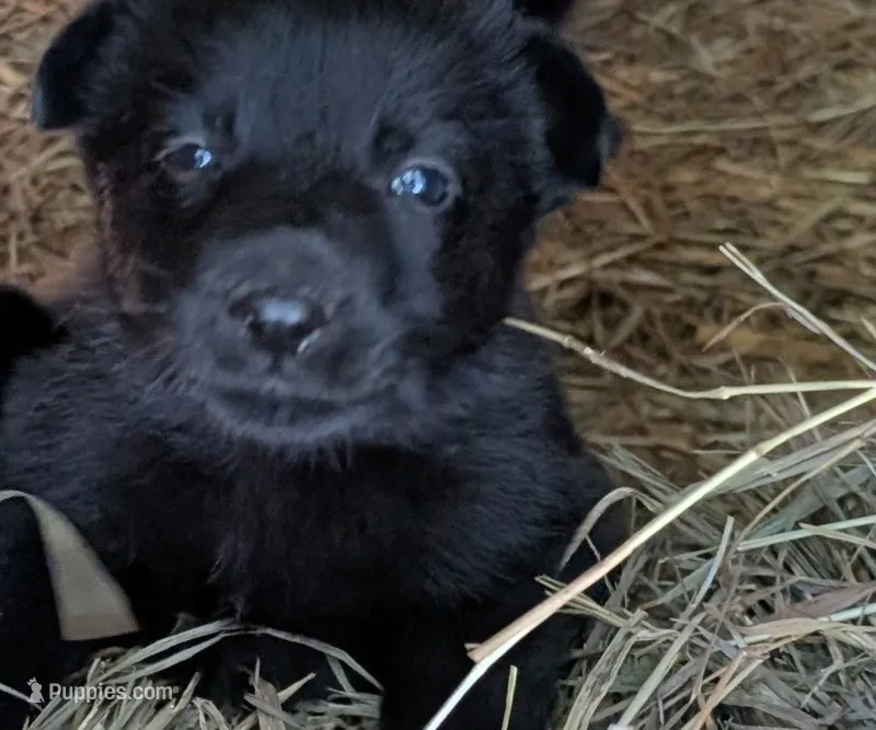 Blue – German Shepherd Dog puppy for sale in Holden, MO