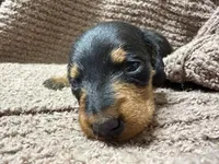 Benny—wire haired, a male Miniature Dachshund for sale in Wesley, IA – Photo 3 of 5