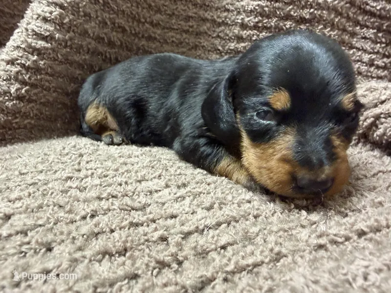 Benny—wire haired – Miniature Dachshund puppy for sale in Wesley, IA