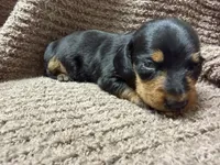 Benny—wire haired, a male Miniature Dachshund for sale in Wesley, IA – Photo 1 of 5