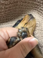 Benny—wire haired, a male Miniature Dachshund for sale in Wesley, IA – Photo 2 of 5