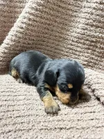Benny—wire haired, a male Miniature Dachshund for sale in Wesley, IA – Photo 4 of 5