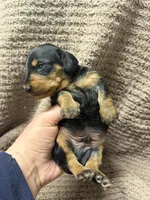 Benny—wire haired, a male Miniature Dachshund for sale in Wesley, IA – Photo 5 of 5