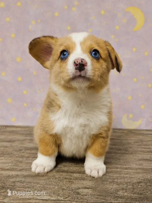 Dale – Pembroke Welsh Corgi puppy for sale in New Sharon, ME