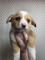 Dale, a male Pembroke Welsh Corgi for sale in New Sharon, ME – 3 of 4