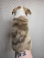 Dale, a male Pembroke Welsh Corgi for sale in New Sharon, ME – 4 of 4