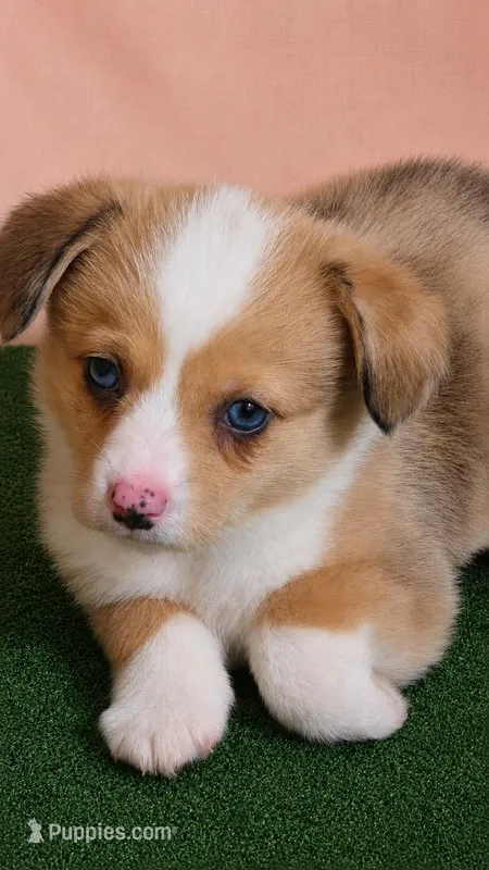 Dale – Pembroke Welsh Corgi puppy for sale in New Sharon, ME