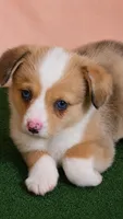 Dale, a male Pembroke Welsh Corgi for sale in New Sharon, ME – 1 of 4