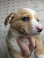 Dale, a male Pembroke Welsh Corgi for sale in New Sharon, ME – 2 of 4