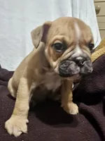 Louie, a male English Bulldog for sale in Hope Mills, NC – 3 of 7