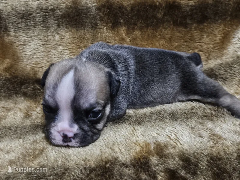 June  – English Bulldog puppy for sale in Hope Mills, NC