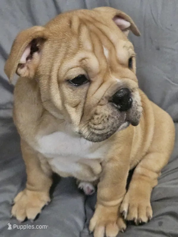 Brohms  – English Bulldog puppy for sale in Hope Mills, NC