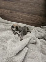 Dex, a male English Bulldog for sale in Hope Mills, NC – 2 of 3