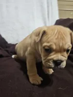 Brohms , a male English Bulldog for sale in Hope Mills, NC – 6 of 10