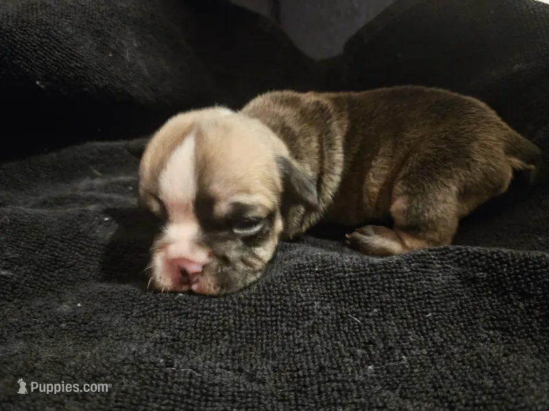 June – English Bulldog puppy for sale in Hope Mills, NC