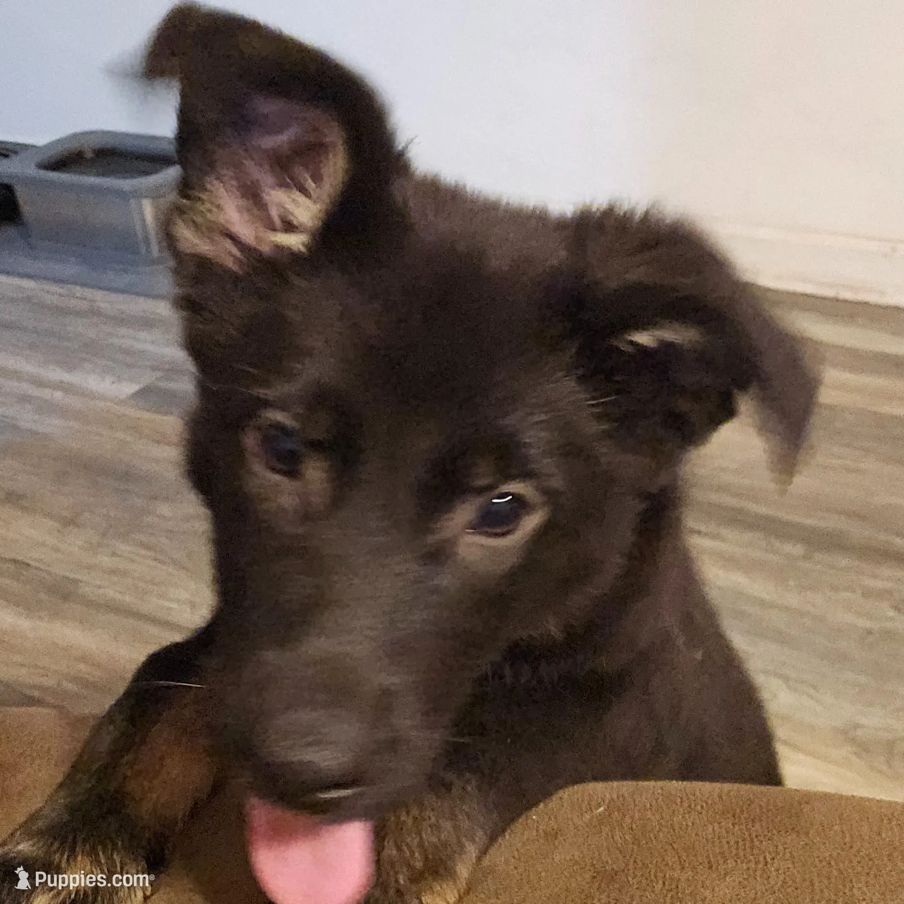 Ponie, a female German Shepherd Dog for sale in Hope Mills, NC – Photo 4 of 4