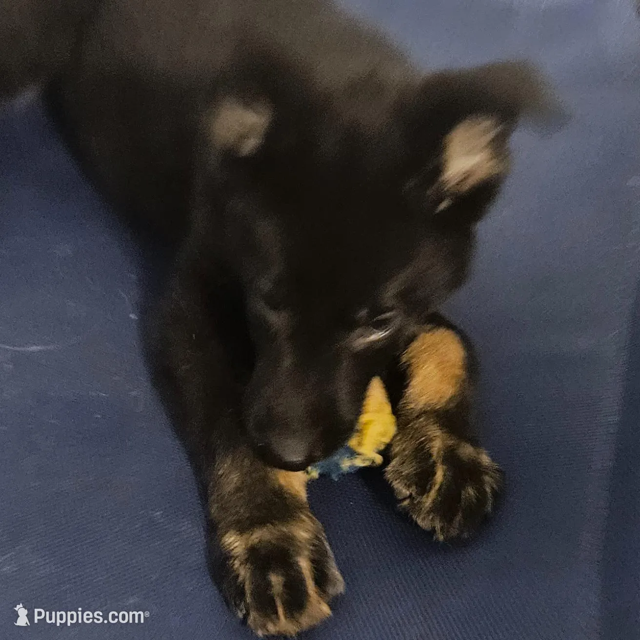 Ponie, a female German Shepherd Dog for sale in Hope Mills, NC – Photo 2 of 4